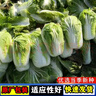 大白菜种子白菜种籽阳台盆栽四季易种植白菜种子蔬菜种子大全 山东四号白菜籽【1包 1千粒】 实拍图