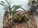 劉閣蘭花兰花苗 君荷 夏带浓香花苞出售室内花卉兰花苗兰草盆栽 2苗连体裸根 实拍图