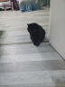 BOTH山羊奶猫布丁猫零食猫咪果冻宠物零食 全期布丁（15g*50粒） 晒单实拍图