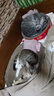 超大猫窝猫抓板一体耐磨不易掉屑猫咪窝磨爪耐抓保护沙发防猫抓圆形猫爪盆猫玩具 大号椭圆碗+钢丝逗猫棒椭圆48*34 实拍图