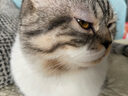 皇家猫粮 猫罐头猫零食猫湿粮宠物进口成猫主食软包罐头 通用粮 【幼猫专用】啫喱肉冻85gX7袋 实拍图