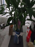 军英（JUNYING） 军英 玻璃花瓶彩色磨砂透明水培植物插花瓶客厅餐厅摆件花瓶 HP-15B款24*13cm 1只装 实拍图