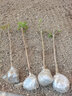 源乙彩嫁接树状月季树桩月季大花浓香四季开花庭院盆栽地栽棒棒糖月季树 多色D款 1.5公分当年开花 实拍图