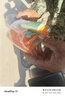畅印 家用压皮神器创意包饺子新款厨房神器手动压饺子皮饺子皮模型磨具 橘红色 实拍图