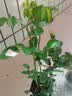 叹为观止月季花苗盆栽绿植花卉四季开花植物长大可切花玫瑰 橙色玫瑰 不含盆 实拍图