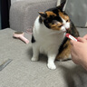 克莉斯汀森（Chris Christensen）美国进口宠物排梳美容猫毛梳狗梳开结造型梳浮毛 【013】6英寸猫用双齿排梳 实拍图