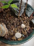 漫德莱赤玉土颗粒2.5kg 多肉兰花土兰科植物种植基质营养土盆景铺面石 实拍图