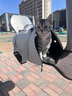KimPets猫包外出便携宠物外出包猫咪狗狗手提袋斜挎背包猫笼子外带旅行包 防应激 茶色透气太空包-蛋黄派 L（建议0-12斤内宠物） 实拍图