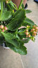 手耕田长寿花盆栽重瓣金狐狸大花带花苞花苗四季室内开花好养的花卉植物 【苗原土带花苞】绿巴黎 含盆 实拍图