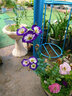 爱丽思（IRIS）杯型环保树脂花盆室内阳台欧式塑料圆型花盆屋顶阳台花园磨砂花盆 350H浅米色 实拍图