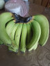 【JD物流】香蕉 高山香甜大香蕉新鲜芭蕉水果 团建送礼5斤装 高山香甜大香蕉新鲜芭蕉水果 5斤装 晒单实拍图