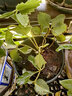 滨淇草莓苗桃熏草莓四季草莓苗阳台盆地栽草莓苗 桃熏草莓2盆源头直发 实拍图