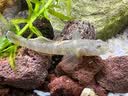 FISH BABY鱼缸过滤材料十五合一净水龟缸套装细菌环活性炭玻璃火山珊瑚石 火山岩500克 实拍图