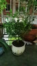 开时果 正宗胡椒木盆栽清香型 桌面植物苗防驱蚊草绿植盆景源头直发包邮 【6年大苗】郁金香瓷盆+肥料 实拍图