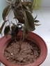益绮椛桂花树苗盆栽四季开花庭院绿化美观室内外地栽大树浓香型花卉绿植 状元红 3年苗【明年开花】 实拍图