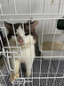 汤琪猫笼加粗便携折叠猫笼子猫别墅家用双层宠物用品猫窝猫屋龙猫笼子 白色 850#双层 实拍图