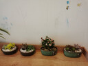 裕轩堂紫砂花盆多肉菖蒲盆景宜兴室内桌面花盆陶瓷创意批发多肉创意个性 紫砂-0280黑 小 实拍图