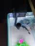 森森 水族鱼缸过滤器 外置壁挂过滤器 去除油膜瀑布式过滤 HBL-301适配20-30cm鱼缸2W 实拍图