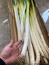 田良季正宗山东章丘大葱【顺丰速运】高白脆甜新鲜水果蔬菜葱特产送礼品 净重8斤|葱王1.5米礼盒【送礼款】 顺丰礼盒装【脆甜丨去皮去半叶】 实拍图
