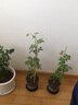 清韵伊人 月季花树苗爬藤当年开花月季花苗特大花盆栽地载庭院蔷薇 真宙【不爬藤】 实拍图