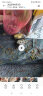 【萌龟饲家】深水黄耳龟乌龟活物冷水长寿龟家养宠物观赏小乌龟招财吃粪龟 3-4厘米 1只单身龟 实拍图