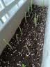 原起点 长方形种菜盆(18L)大花盆阳台塑料种菜箱懒人神器长条蔬菜种植箱 【套餐1】60cm牛津灰2个+新支架2个 实拍图