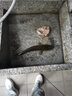 渔鼎碳线全碳素线100米钓鱼线海钓路亚线主线前导线纯碳线耐磨碳氟线 2.5号（100米） 实拍图