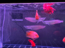 森森（SUNSUN）大型鱼缸底过滤水族箱客厅家用落地玻璃生态金鱼缸 超白款升级底滤 1.5米长42cm宽（黑白可选） 实拍图