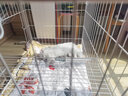 汤琪猫笼加粗便携折叠猫笼子猫别墅家用双层宠物用品猫窝猫屋龙猫笼子 白色 850#双层 实拍图