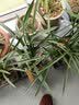劉閣蘭花刘阁兰花营养 自然生态种植专用土 兰花需备植料花卉绿植园艺盆景 促销高档兰土20包 实拍图