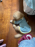 欢宠网宠物狗狗衣服猫咪猫小狗小猫泰迪比熊猫猫小型犬幼犬冬季保暖服饰 实拍图