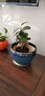 南靖艾莹绿植 人参榕 长寿榕 中小型榕树盆景 室内办公室桌面植物盆栽茶桌花卉 长寿榕1盆，带原培养盆发货 实拍图