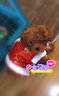华元宠具（hoopet）小狗狗过年唐装喜庆衣服小型犬四脚泰迪比熊吉娃娃宠物秋冬季服装 双层加厚四脚唐装 S:参考体重2-4斤 实拍图