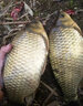 松崎浅川传统钓鱼竿短节鱼竿超硬超轻碳素短节溪流竿短节手竿碳素钓竿 6.3m 28调 黄金版6.3+礼包 实拍图