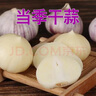 柏馋【精选鲜蒜】紫皮独头蒜新鲜辛辣香 新蒜干蒜当季整箱农家自种整 独头蒜  特大果3.6cm以上 5斤 实拍图