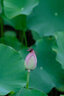 适马（SIGMA）100-400mm F5-6.3 DG DN OS｜Contemporary 全画幅无反 微单 长焦镜头（富士X卡口） 实拍图