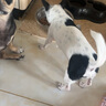 乐优派伊丽莎白圈耻辱圈猫狗绝育项圈宠物防咬防舔项圈 S 实拍图