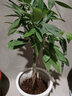 叹为观止大型独杆发财树庆典乔迁盆景绿植办公室盆栽客厅大型植物 辫子发财树0.7-0.9米 含盆 实拍图