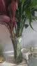 富贵竹水培植物盆栽绿植花卉室内花客厅招财水养转运竹节节高 红叶富贵竹80厘米十颗 不带花瓶 实拍图