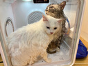 迪米兜宠物烘干箱猫咪专用洗澡全自动吹水机狗狗快速烘干安家用宠物用品 APP+6600W负离子【豪华天窗款】 实拍图
