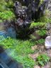 石光小站假山草种子上水石吸水石草籽盆景微景观盆栽植物易活专用草籽 适合大型假山草5袋装 实拍图