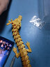摩羯先生3d打印关节龙可活动模型玩具中国神龙桌面摆件3D打印龙蛋汽车摆件 丝绸金【中国龙】 【长约60cm】 实拍图