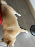 比瑞吉俱乐部系列大型犬成犬粮通用狗粮16kg金毛萨摩耶拉布拉多 实拍图