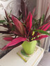 绿有意紫竹鸿运当头富贵竹大叶竹水培水养绿植花卉室内客厅净化空气 70cm富贵竹【5棵】+鸿运竹5棵+营 实拍图