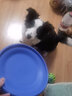 飞盘狗专用飞盘耐咬训犬软飞碟边牧金毛拉布拉多大中小型宠物玩具 蓝色 大号(235mm) 实拍图
