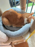憨憨宠猫窝狗窝四季通用宠物猫狗垫子宠物窝宠物狗狗猫咪用品猫床睡袋 灰色M号+头枕+小黄鱼 实拍图