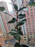 盆栽茶花苗 山茶花苗绿植花卉盆栽四季好养茶花树苗盆栽耐寒花卉观花植物室内花卉绿植开花不断 不含盆 五色赤丹(强力推荐) 3年苗 实拍图