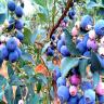 特大果高产蓝莓苗带土发货蓝莓树苗南方北方种植盆栽地栽当年结果 5年苗（当年结果多） 40cm(含)-50cm(不含) 晒单实拍图