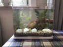 森森（SUNSUN）鱼缸小型水族箱热弯超白玻璃生态金鱼缸办公桌水草缸 长23cm热弯超白裸缸 实拍图