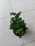 开时果 正宗清香胡椒木盆栽 办公室内桌面植物驱蚊草绿植源头直发包邮 福字陶瓷盆+苔藓+圆形底托 实拍图